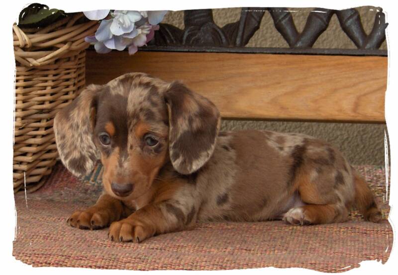 micro mini dachshund puppies for sale